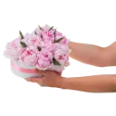 Květinový box pivoňek